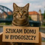 Kot szuka domu w Bydgoszczy – inicjatywa adopcyjna